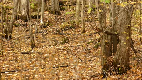 Fondo-De-Bosque-De-Otoño-Con-Un-Grupo-De-Pájaros-Descuidados-Vagando