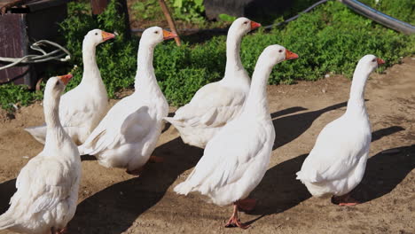 gansos blancos en un entorno rural