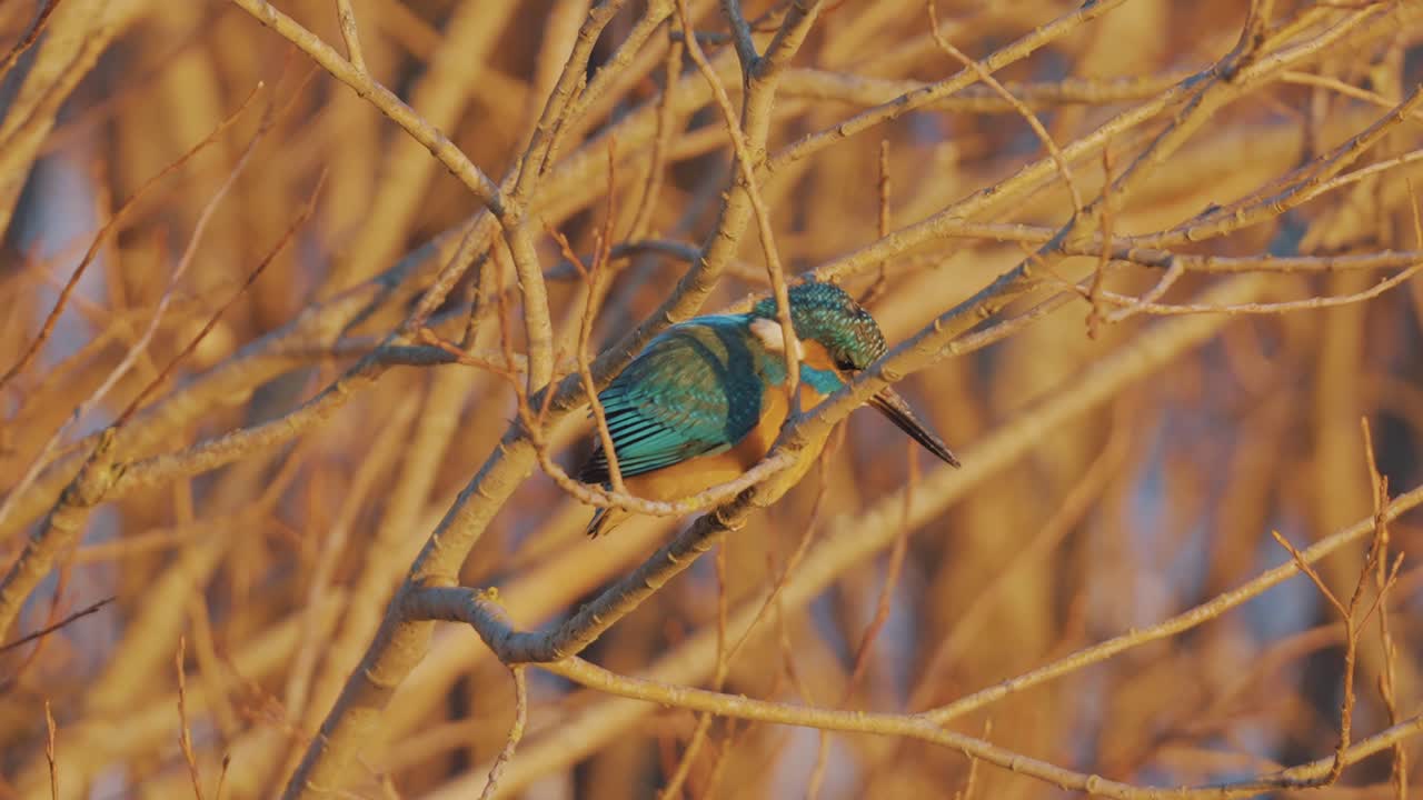 Male Common Kingfisher Sitting in Tree Branch on Sunny Day, Close Up View
