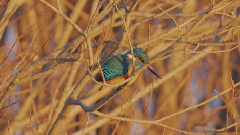 male common kingfisher sitting in tree branch on sunny day, close up view