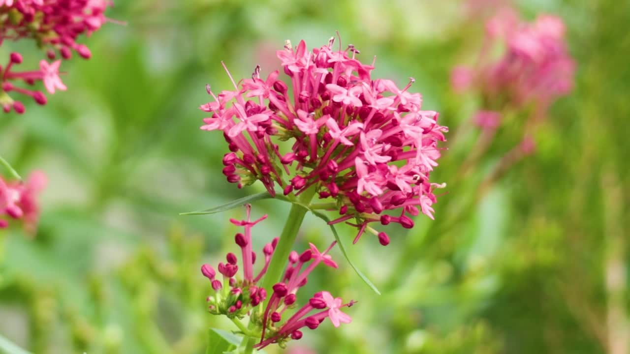 Detaljert nærbilde av blomstrende rosa-røde vendelrotblomster mot en myk grønn bakgrunn
