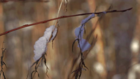 spring sun melting snow on branches on golden forest background, static rack focus