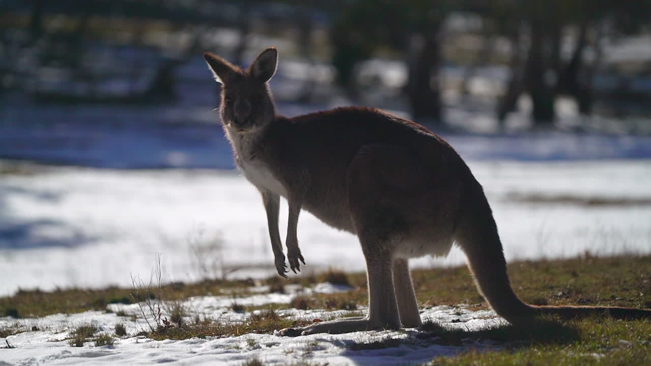 australia nevado canguro azul pájaro lago jindy montañas roos hermosa animal maravilloso por taylor brant película