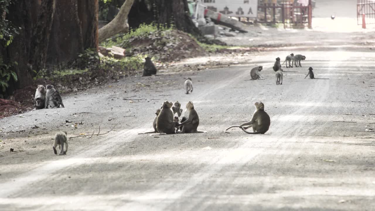 A troop of macaque monkeys gathering and playing on the roadside , backlit from setting sun in Angkor park, Cambodia