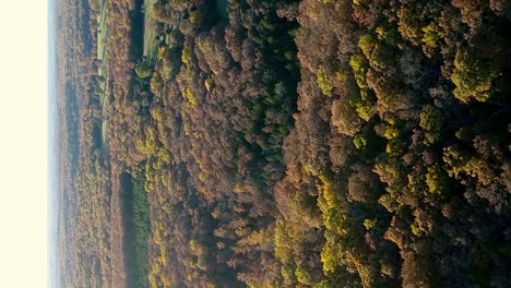 vuelo aéreo sobre el hermoso otoño del medio oeste con árboles dorados y naranjos en formato vertical