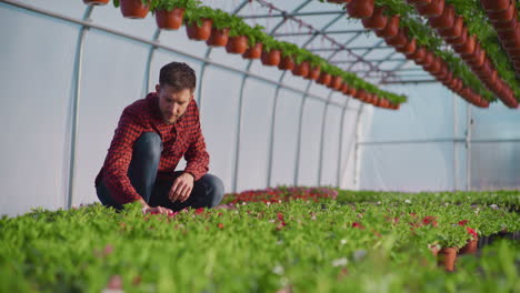 gardener transplanting young flowers in greenhouse