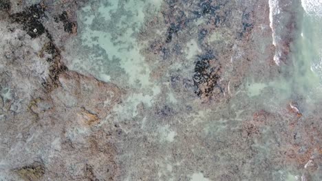 imágenes de arriba hacia abajo de corales en la costa rocosa del océano con hermosas aguas azules