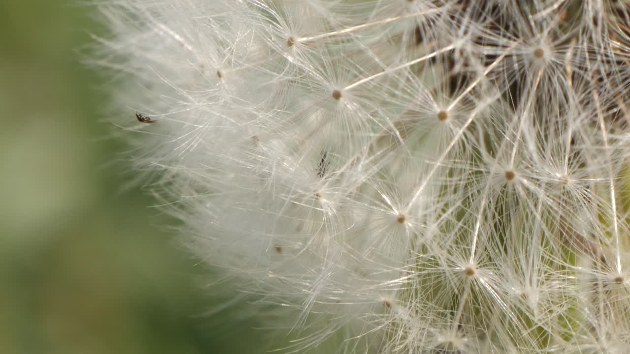 insectos diminutos festejando en un primer plano de macro de flor de diente de león