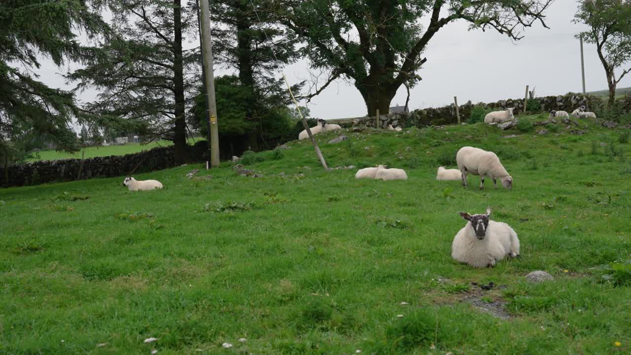 A tranquil, pastoral scene of a flock of sheep resting and grazing in a lush green field on an Irish farm. One sheep in the foreground lies down and looks at the camera