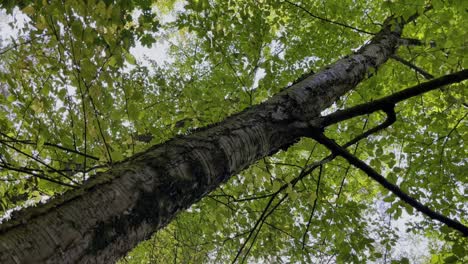 Yellow-birch-Betula-alleghaniensis-Brit