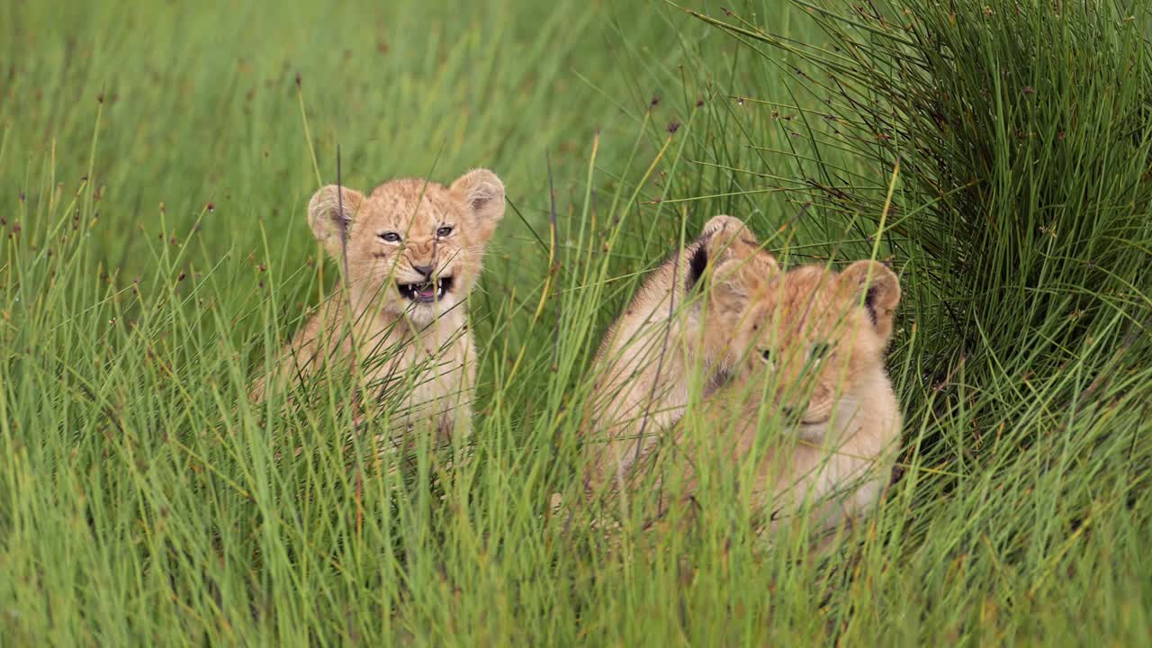 slow motion jonge leeuwenkinderen portret in serengeti, tanzania dieren in het wild en afrikaanse baby dieren op afrika safari, trots van drie leeuwenkinder in riet in een moeras in serengetti national park in moerassen