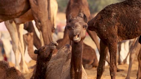 Camels-in-slow-motion-at-the-Pushkar-Fair,-also-called-the-Pushkar-Camel-Fair-or-locally-as-Kartik-Mela-is-an-annual-multi-day-livestock-fair-and-cultural-held-in-the-town-of-Pushkar-Rajasthan,-India.