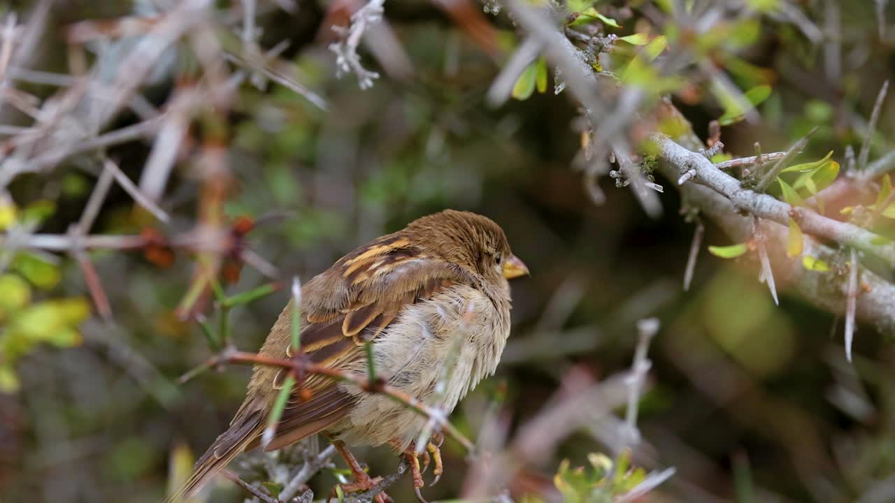 A sparrow perches on a branch amidst lush foliage, captured in natural light at Lake Tekapo, New Zealand