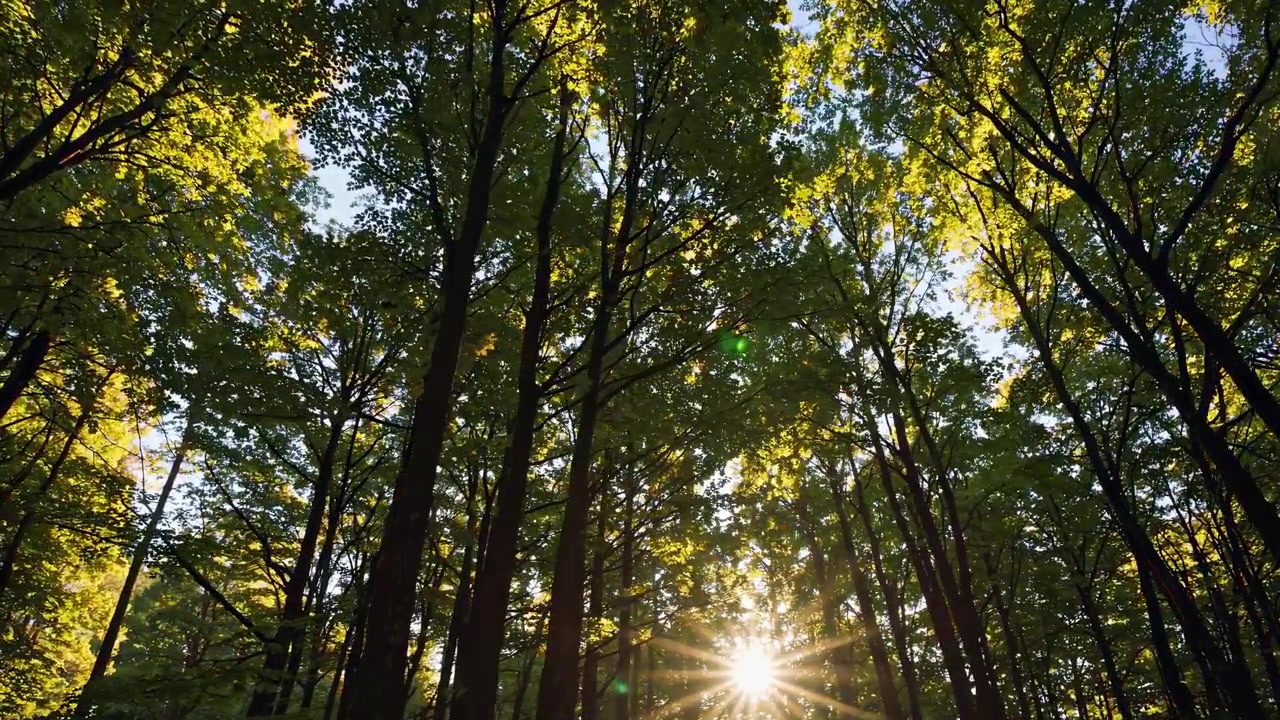 Luz solar filtrándose entre altos árboles verdes del bosque