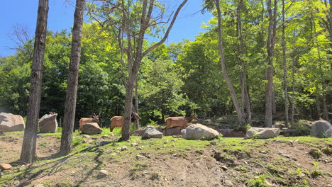 Gruppe-Von-Hirschen-Im-Zoo-Safari-Park,-Bluesky-Tag