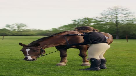woman grooming a horse