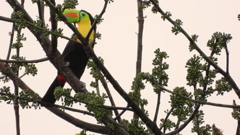 keel-billed toucan watching his surroundings from a high treetop as he jumps off his perch and flies away in smoky skies