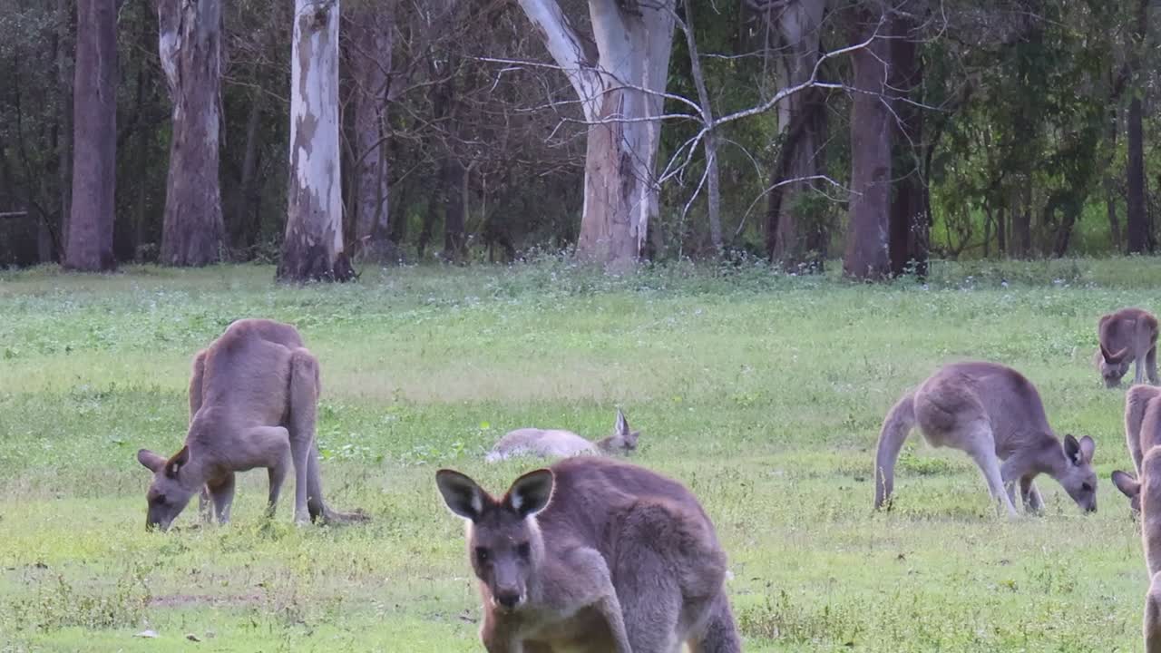 A group of kangaroos peacefully grazing in a grassy clearing surrounded by tall trees.