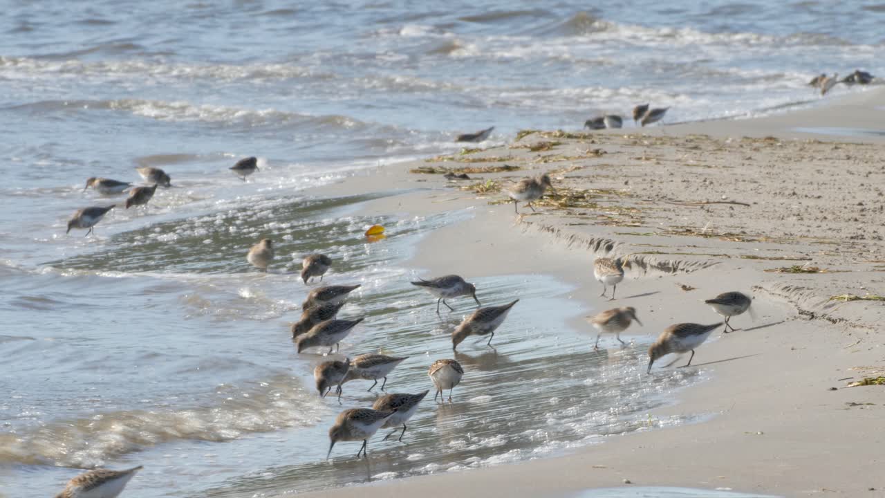 해안에서 음식을 사냥하는 던린 새 무리 - 와이드 샷