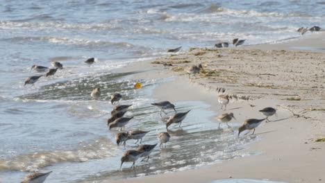 a flock of dunlin birds hunting food at the shore - wide shot