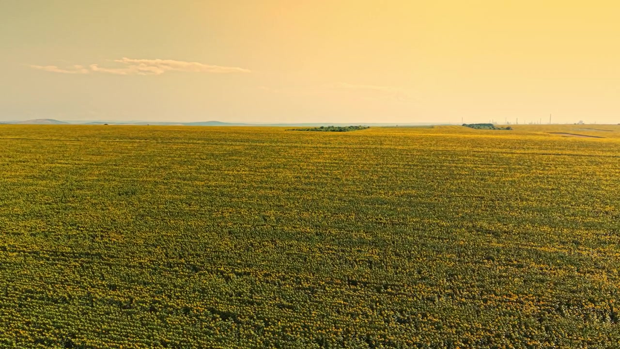 Weitblick auf ein sonnenbeschienenes Feld mit hohen Feldfrüchten unter klarem Himmel am Nachmittag.