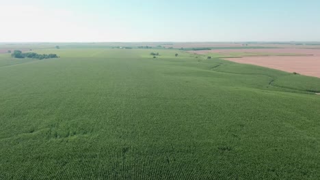 Aerial-view-of-a-green,-healthy-corn-field-at-the-end-of-summer-in-Nebraska,-United-States