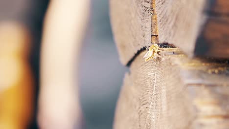 macro cámara lenta las abejas llegan a su vez el material de construcción construir nido