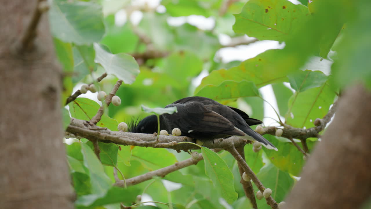 gran pájaro myna encaramado en la rama de la higuera de mar acicalando las plumas