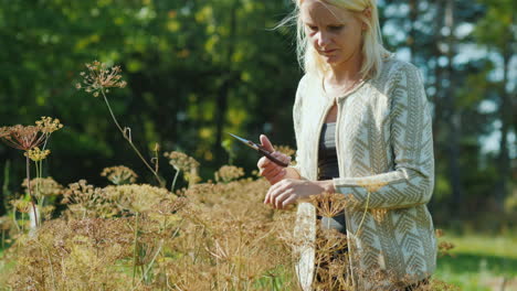 Woman-Deadheads-Fennel-Plants