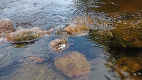 crystal clear water of stream passing over mound of stones. close up