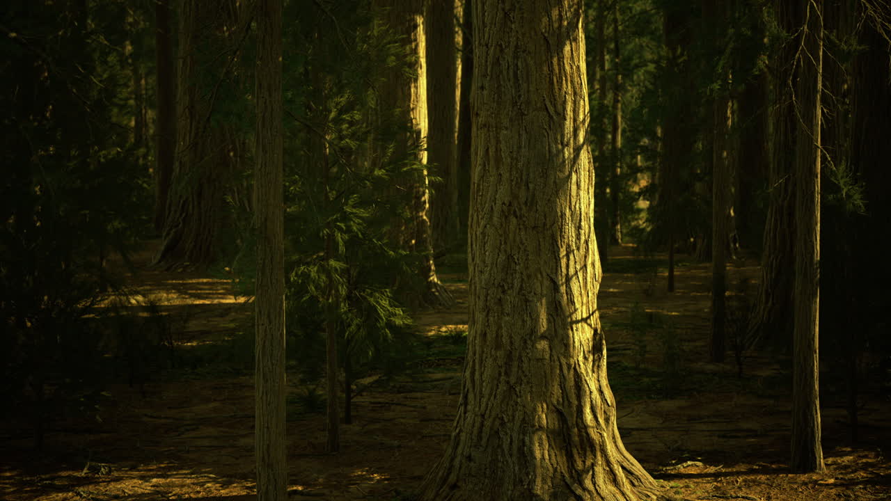 Majestic tall trees standing silently under a verdant forest canopy