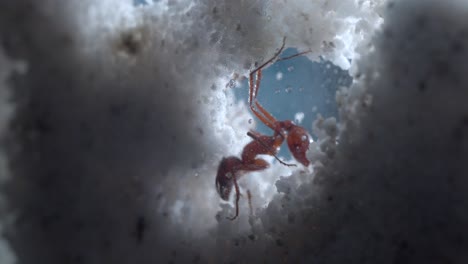 closeup macro of harvester ants hard at work in their ant farm