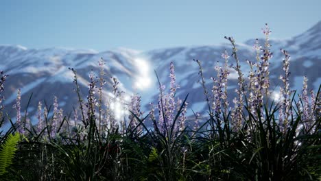 lavender field with blue sky and mountain cover with snow