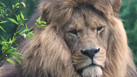 primer plano de un león macho mirando a la cámara