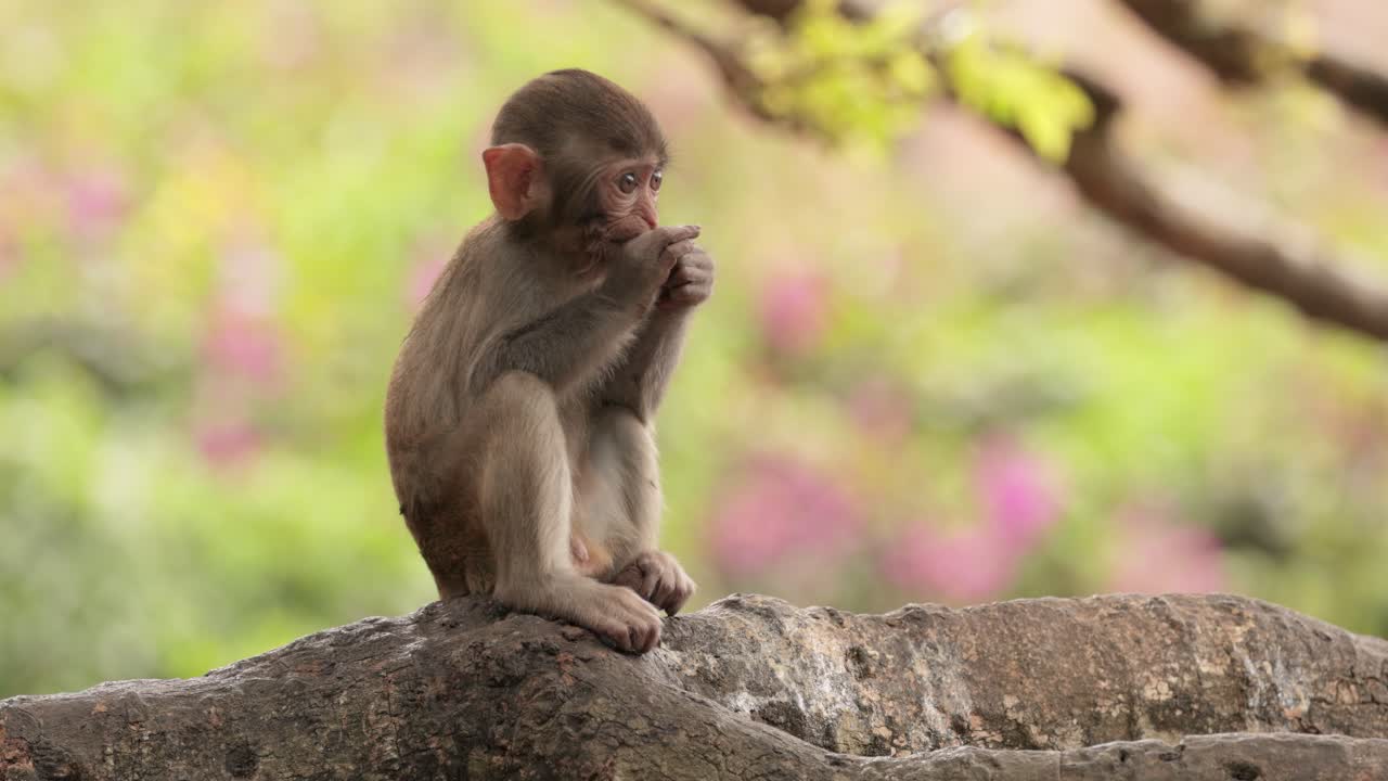 Macaques in nature. Macaques constitute a genus (Macaca) of gregarious monkeys. Macaques are found in a variety of habitats throughout the Asian continent and are highly adaptable
