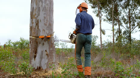 lumberjack checking tree trunk in forest 4k