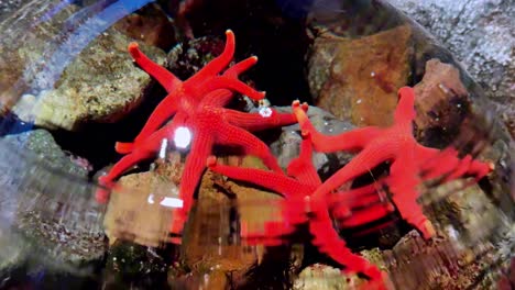 vibrant red starfish under aquarium lights resting on rocky terrain in an underwater display