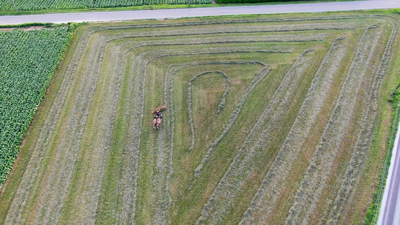 펜실베이니아주 랭커스터 카운티에 있는 알팔파 건초밭을 긁어모으는 아미시 농부의 높은 공중 하향식 드론 샷