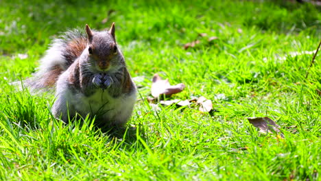 grey squirrel eating a nut on the grass amongst leaves