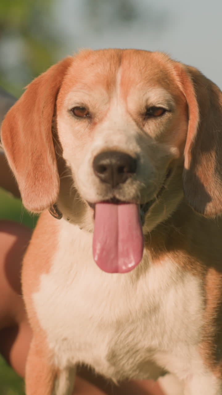 primer plano del dueño del perro frotando suavemente el cuerpo del perro con un guante de aseo, bajo la cálida luz del sol, el perro tiene la lengua colgada, pareciendo feliz y contento con un fondo borroso