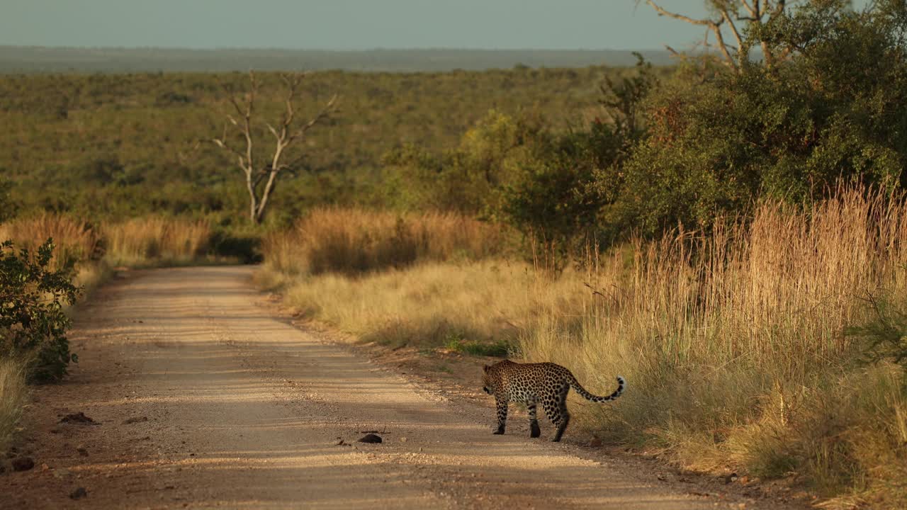 Leopard walking into road in Kruger National Park, wide shot, golden hour