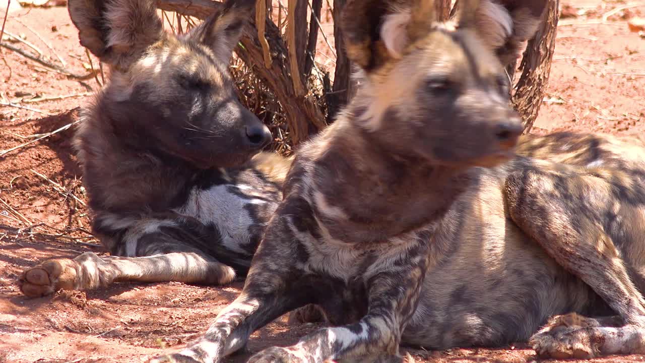perros salvajes africanos raros y en peligro de extinción con orejas enormes yacen a la sombra en la sabana en namibia áfrica