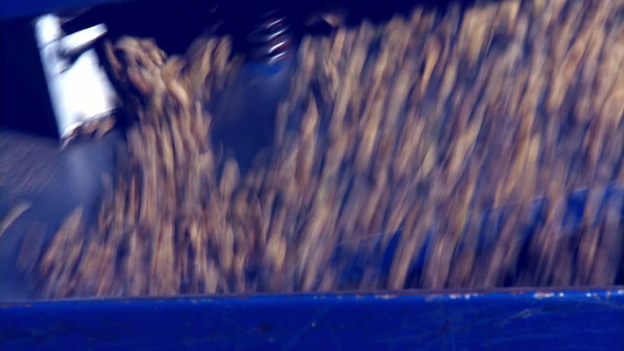 primer plano de granos de café orgánicos sin tostar que se sacuden y caen de un separador por gravedad