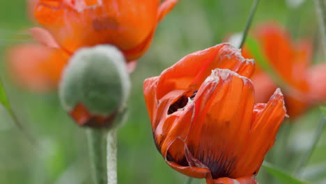 Papaver-Orientale-Oder-Rote-Orientalische-Mohnblumen,-Die-Sanft-Im-Wind-Wehen