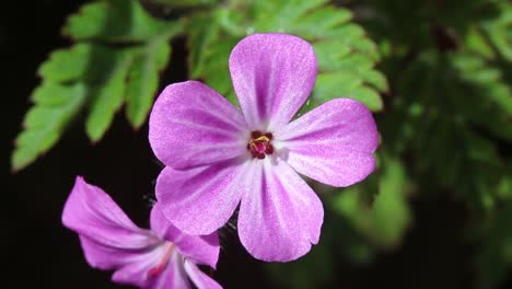 closeup of herb robert flower, geranium robertianium. spring. uk