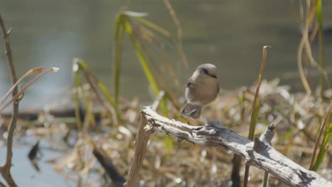 Canada-Jay-on-dry-tree-trunk-near-lake-on-sunny-day