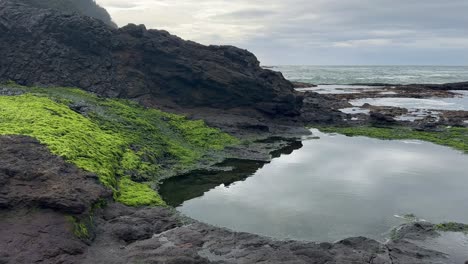 el musgo verde crece en el lado de una piscina de marea en oregon, ee.uu.