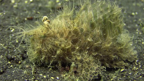 hairy frogfish with clearly visible spots and patches on skin walking left to right on sandy bottom during day, medium to close-up shot