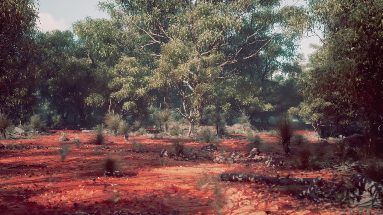 bosque de tierra roja en australia