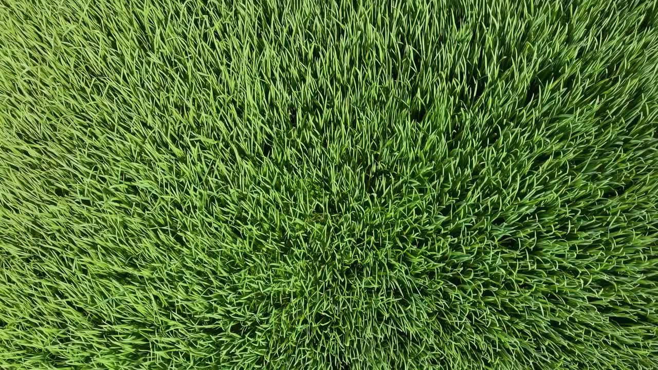 Aerial video view of lush green grass, captured from a top-down angle, showcasing a vibrant